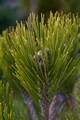 Pinus heldreichii Compact Gem IMG_8340 Sosna bośniacka
